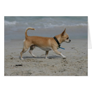 Chihuahua auf Strand