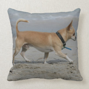 Chihuahua auf Strand Kissen
