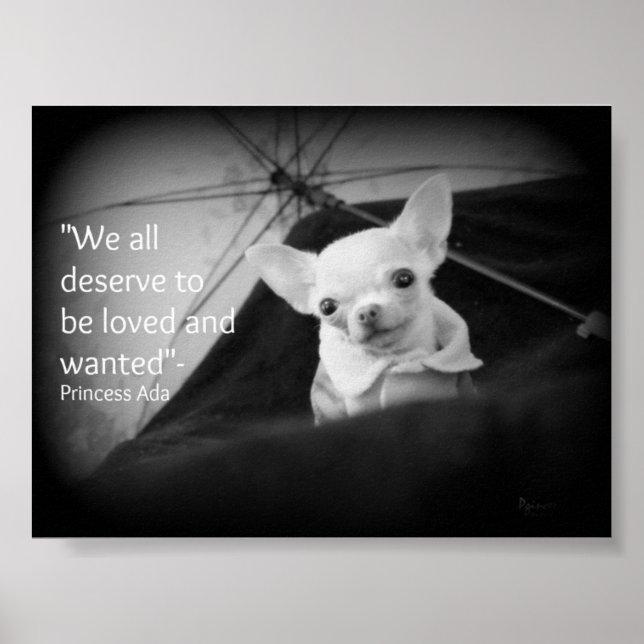 Chihuahua-Aufwertung Poster (Vorne)