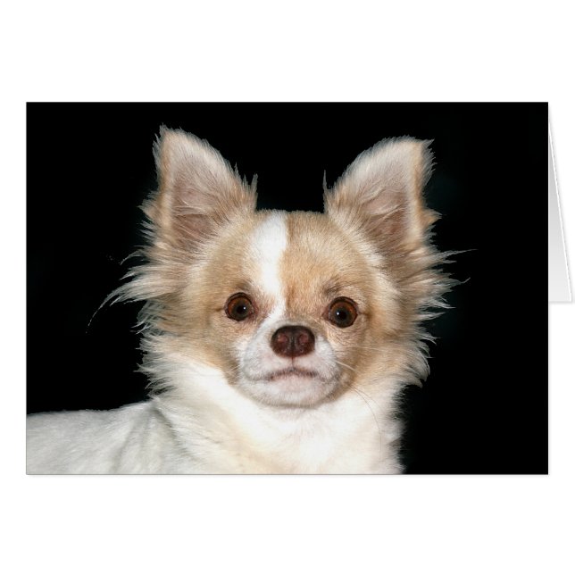 Chihuahua aux cheveux longs (Devant horizontal)
