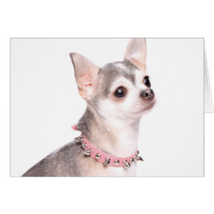 chihuahua avec col clouté rose