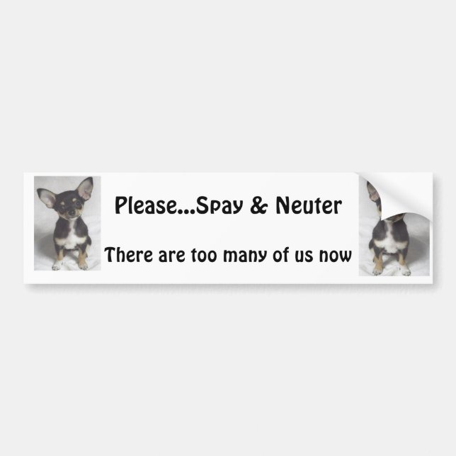 Chihuahua, bitte Spay u. neutralisieren Autoaufkleber (Vorne)