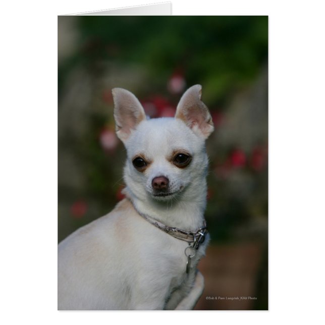 Chihuahua blanc (Devant)