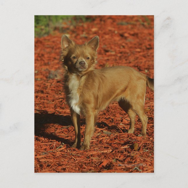 Chihuahua Blick auf die Kamera Postkarte (Vorderseite)