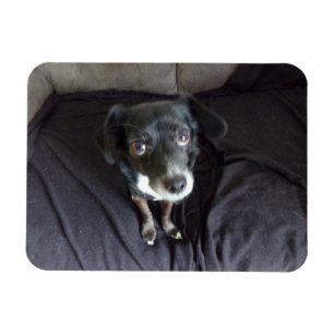 Chihuahua Blick auf Ihr flexibles Magnet