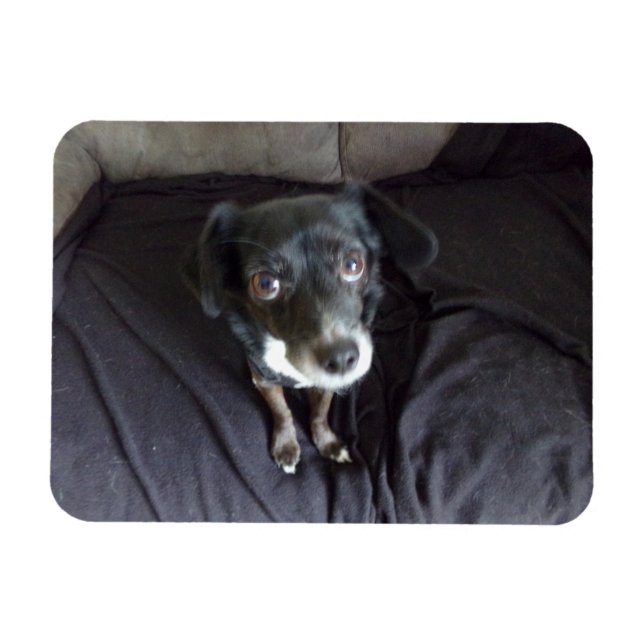 Chihuahua Blick auf Ihr flexibles Magnet (Horizontal)