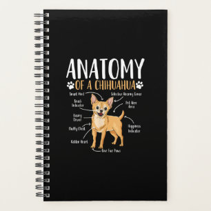 Chihuahua Chien anatomie