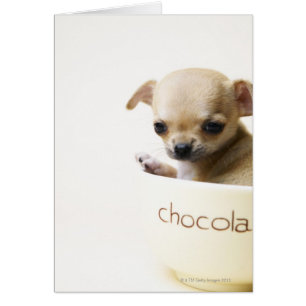 Chihuahua chippy en bol (haché)