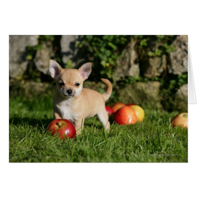 Chihuahua Chiuppy avec pommes (Devant horizontal)