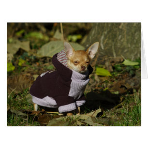 Chihuahua Chiuppy élégant