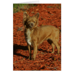 Chihuahua, die Kamera betrachten
