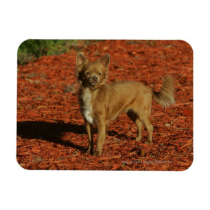 Chihuahua, die Kamera betrachten Magnet