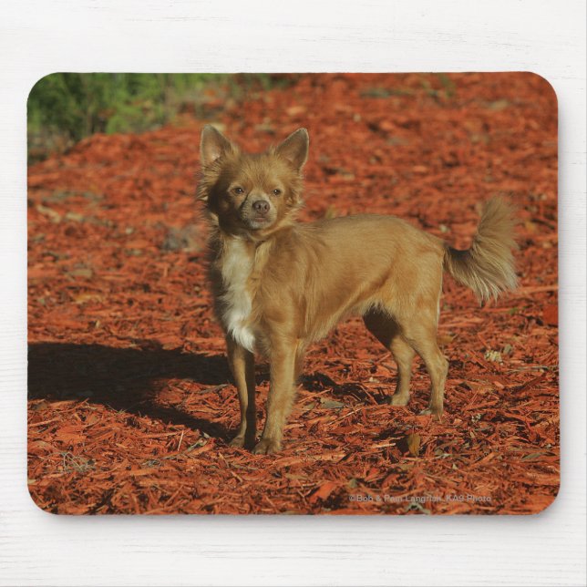 Chihuahua, die Kamera betrachten Mousepad (Vorne)