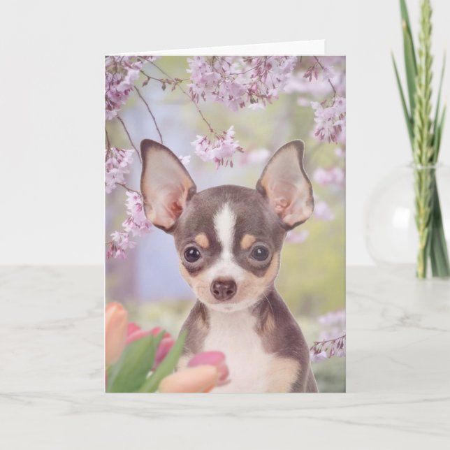 Chihuahua Dog Grußkarte Karte (Vorderseite)