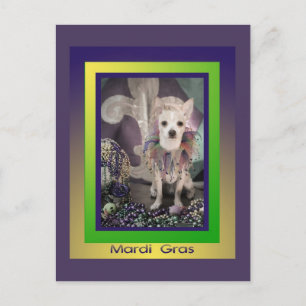 Chihuahua Dog Mardi Gras Postcard Postkarte