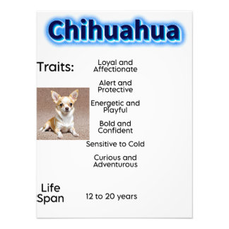 Chihuahua-Eigenschaften und Lebensdauer Fotodruck