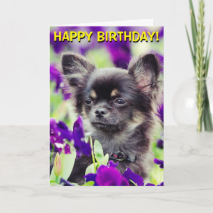 Chihuahua en fleurs carte d'anniversaire