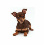 Chihuahua-Foto-Skulptur Freistehende Fotoskulptur<br><div class="desc">Dieser niedliche und cuddly Chihuahua kommt als Foto-Skulptur,  die für Hundeliebhaber perfekt ist</div>