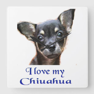 Chihuahua-Geschenke Quadratische Wanduhr