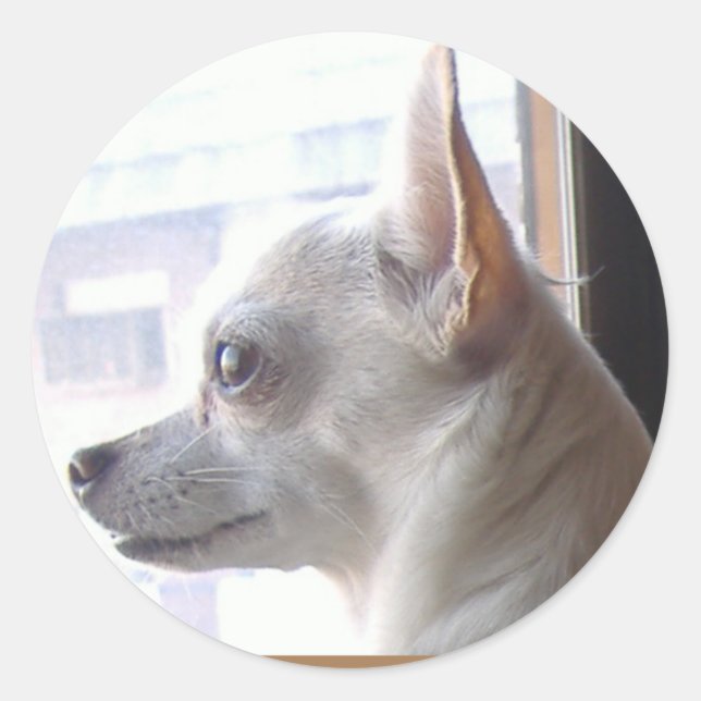 Chihuahua-Gesichtsprofilkleber Runder Aufkleber (Vorderseite)