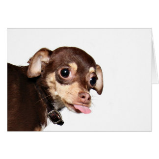 Chihuahua-Haltung