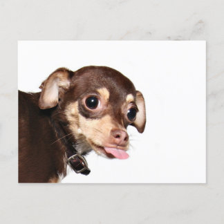 Chihuahua-Haltung Postkarte
