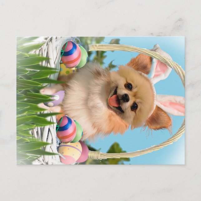 Chihuahua Happy Ostergeschenke Feiertagspostkarte (Vorderseite)
