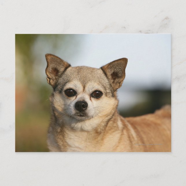 Chihuahua Headshot Postkarte (Vorderseite)