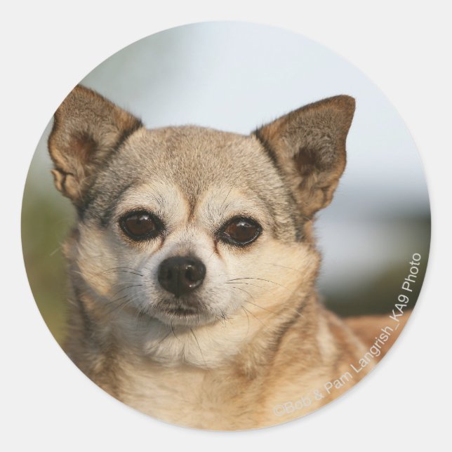 Chihuahua Headshot Runder Aufkleber (Vorderseite)