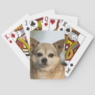 Chihuahua Headshot Spielkarten