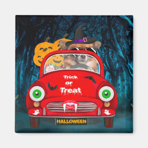Chihuahua Hund fährt Auto Gruseliges Halloween Magnet