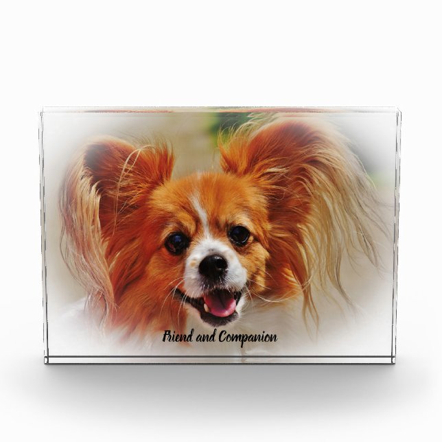 Chihuahua Hund. Fotoblock (Vorderseite)