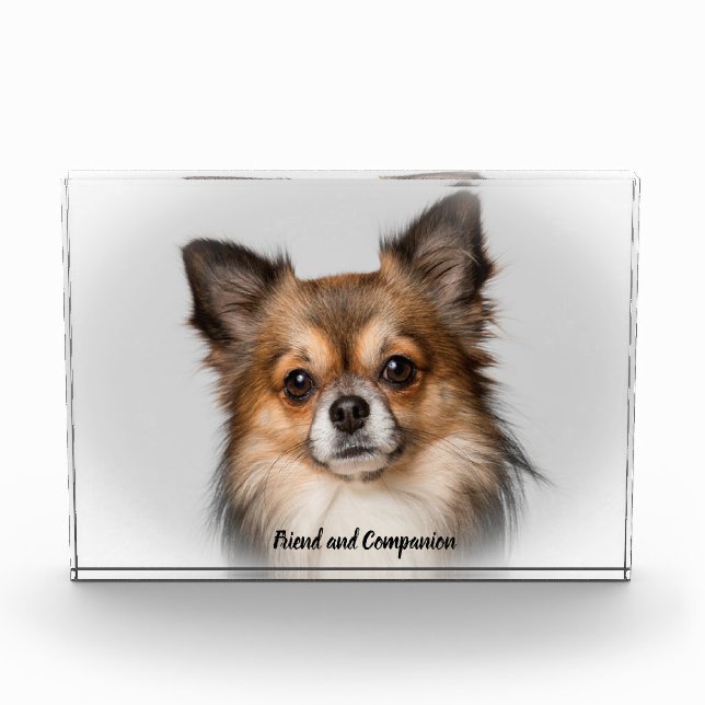 Chihuahua Hund. Fotoblock (Vorderseite)
