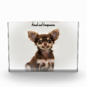 Chihuahua-Hund. Fotoblock
