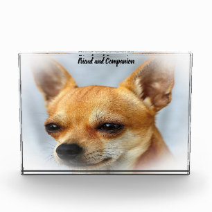 Chihuahua Hund. Fotoblock