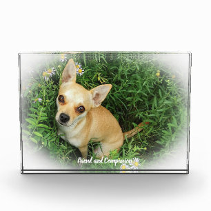Chihuahua Hund. Fotoblock