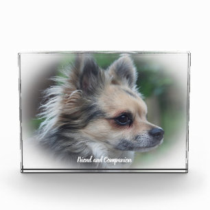 Chihuahua Hund. Fotoblock
