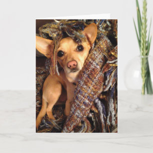 Chihuahua Hund in Blanket Grußkarte Karte