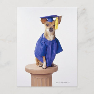 Chihuahua Hund mit Abschluss-Uniform, Studio Ankündigungspostkarte