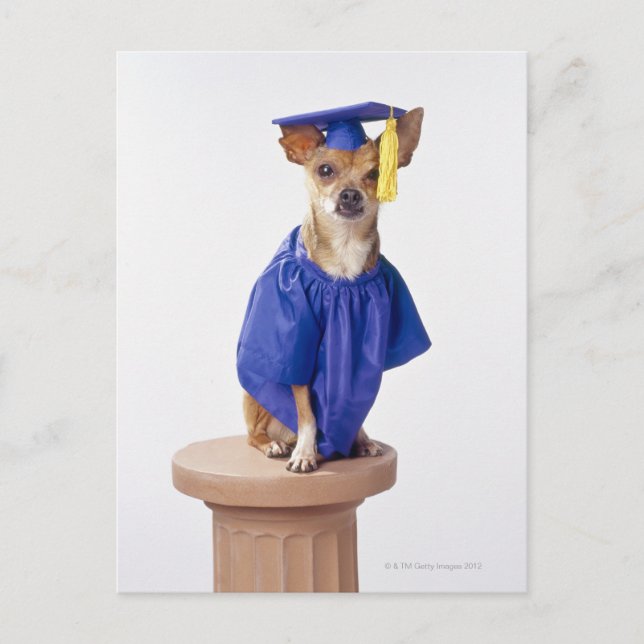 Chihuahua Hund mit Abschluss-Uniform, Studio Ankündigungspostkarte (Vorderseite)