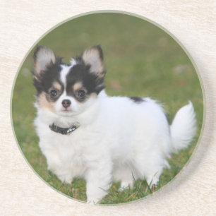 Chihuahua-Hund steht auf einem grünen Rasen Getränkeuntersetzer