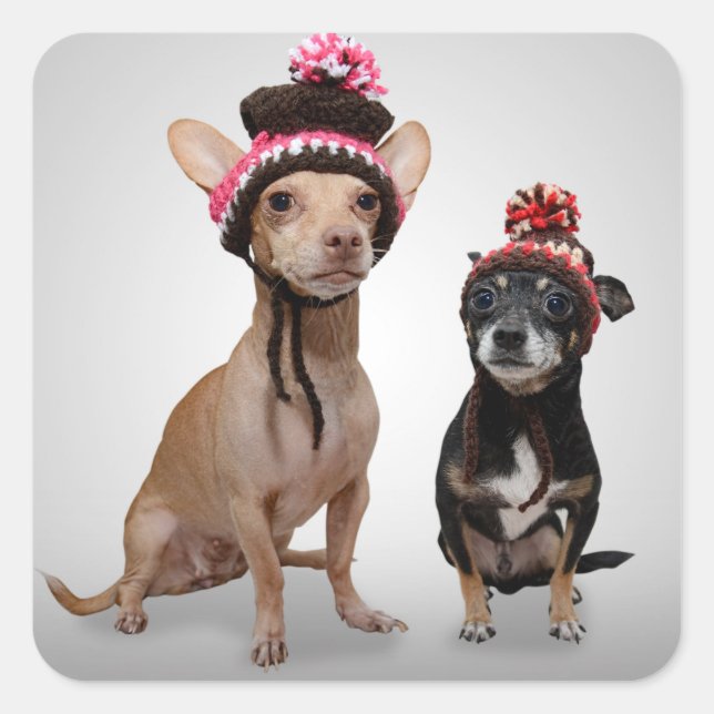 Chihuahua Hunde mit Hats-Foto Quadratischer Aufkleber (Vorderseite)