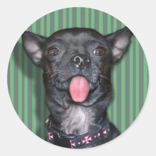 Chihuahua-Hundezunge Runder Aufkleber