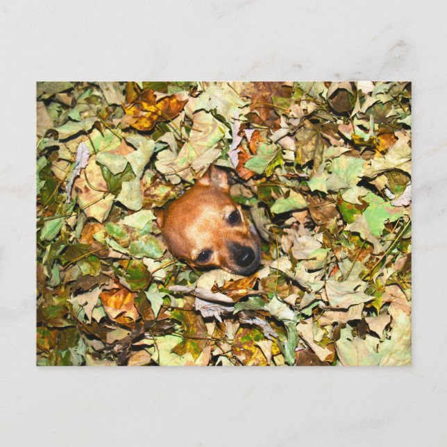 Chihuahua im Herbst Postkarte (Vorderseite)