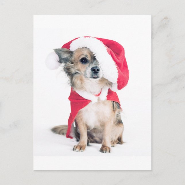 Chihuahua im Weihnachtskostüm Postkarte (Vorderseite)