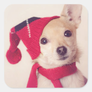 Chihuahua im Winter Cap Quadratischer Aufkleber