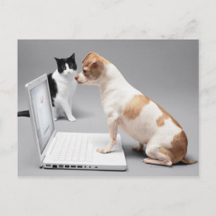 Chihuahua in den Bildschirm eines Laptops schauen Postkarte
