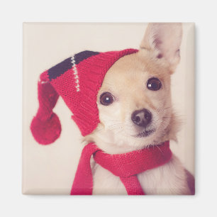 Chihuahua in der Winter-Kappe Magnet