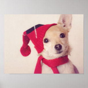 Chihuahua in der Winter-Kappe Poster