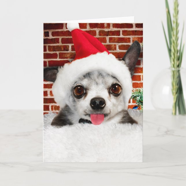 CHIHUAHUA IN Weihnachtsmannmütze Grußkarte Karte (Vorderseite)